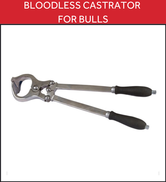 castrator for bulls